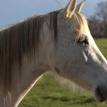 Holiday home Evasion Champetre : Renove Avec Animaux Acceptes - Fr-1-489-561 *