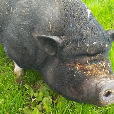 Evasion Champetre : Renove Avec Animaux Acceptes - Fr-1-489-561 * Saint-Bonnet-de-Four