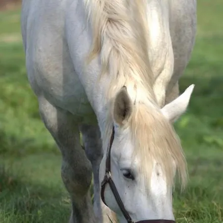 Evasion Champetre : Renove Avec Animaux Acceptes - Fr-1-489-561