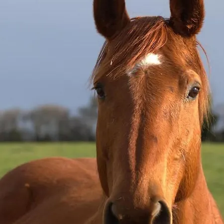 Landsted Evasion Champetre : Renove Avec Animaux Acceptes - Fr-1-489-561 Saint-Bonnet-de-Four