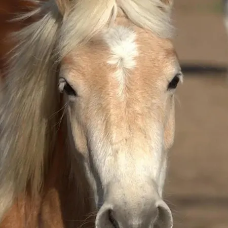 Evasion Champetre : Renove Avec Animaux Acceptes - Fr-1-489-561 *
