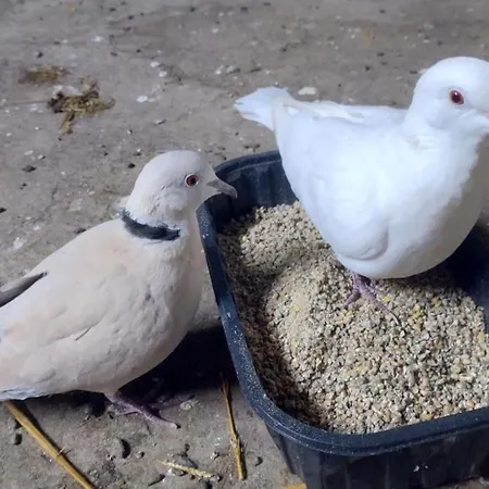 Evasion Champetre : Renove Avec Animaux Acceptes - Fr-1-489-561 * Saint-Bonnet-de-Four