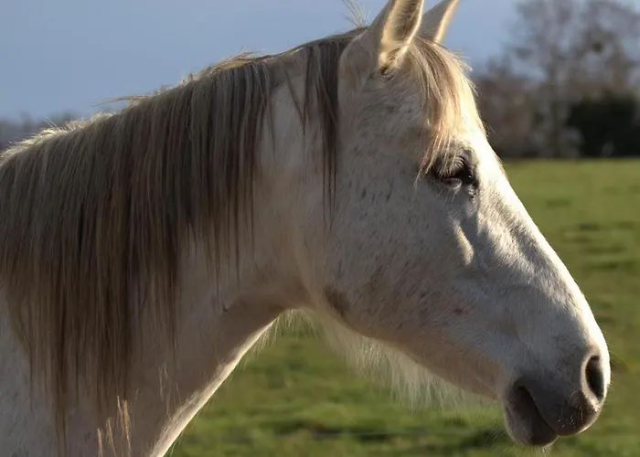 Prázdninový dům Evasion Champetre : Renove Avec Animaux Acceptes - Fr-1-489-561 *