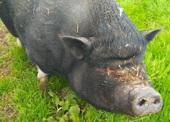 Evasion Champetre : Renove Avec Animaux Acceptes - Fr-1-489-561 * Saint-Bonnet-de-Four