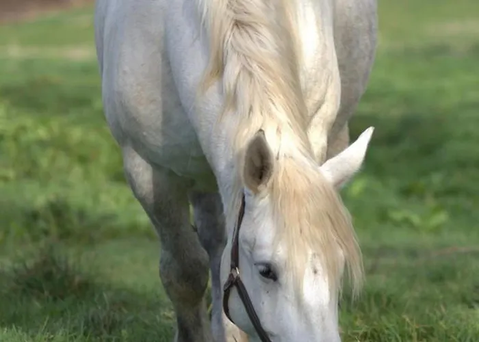 Evasion Champetre : Renove Avec Animaux Acceptes - Fr-1-489-561