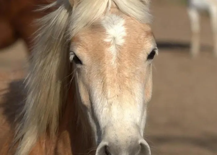 Evasion Champetre : Renove Avec Animaux Acceptes - Fr-1-489-561 *