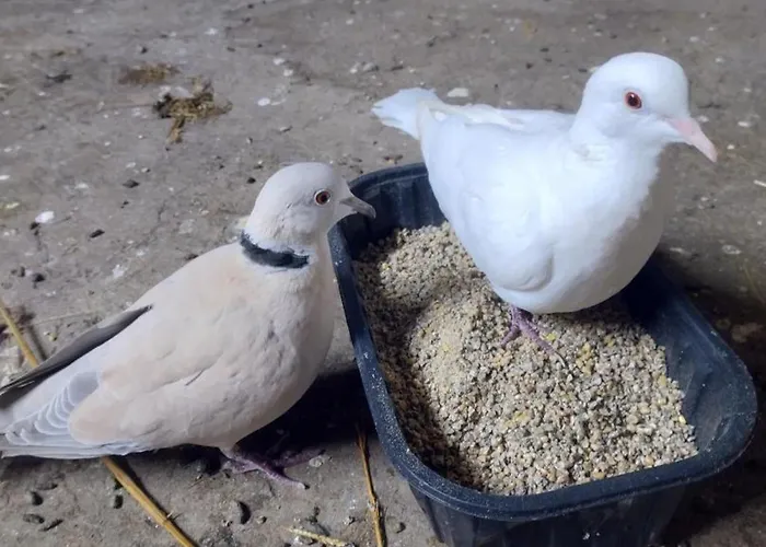 Evasion Champetre : Renove Avec Animaux Acceptes - Fr-1-489-561 * Saint-Bonnet-de-Four